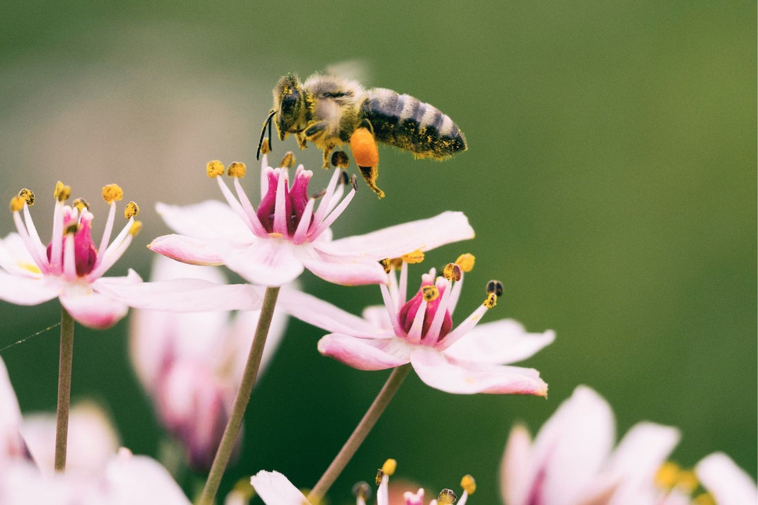 Climate change: bees are disorientated by flowers’ changing scents