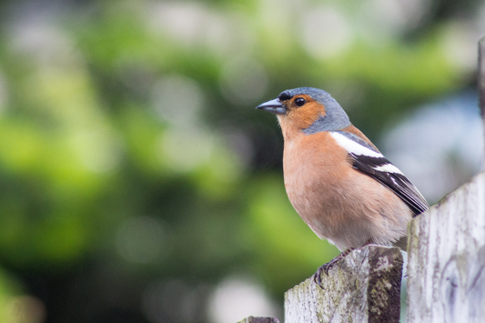 How to feed your garden birds if you want to attract and support native species