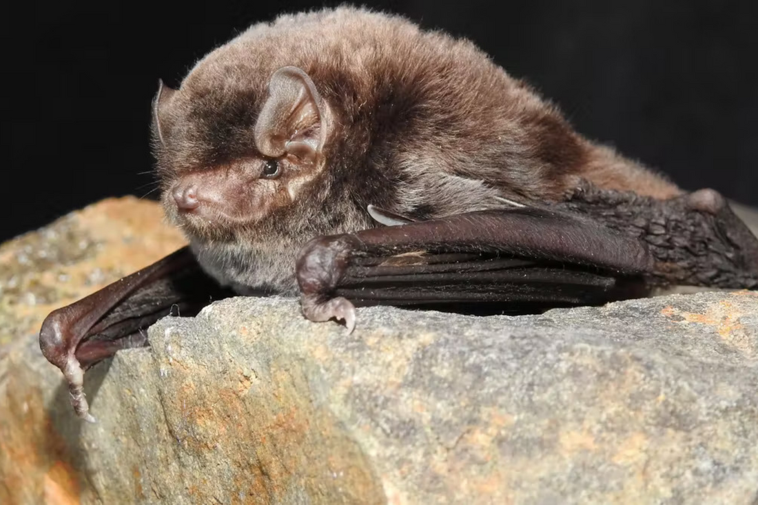 One of Australia’s tiniest mammals is heading for extinction – but you can help