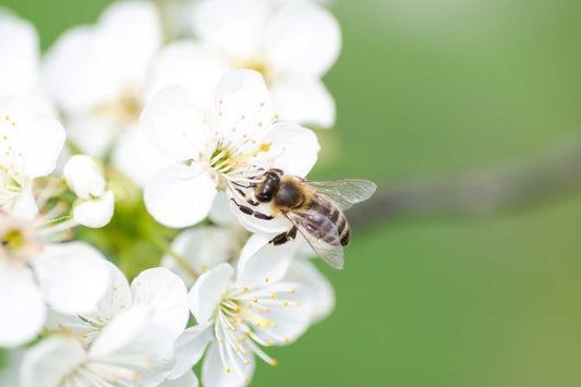 How you can give back to the bees