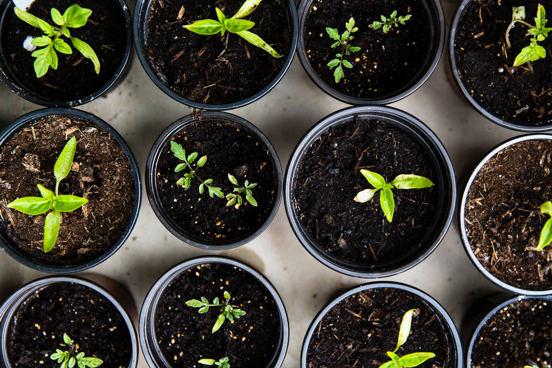 What You Can and Can't Compost