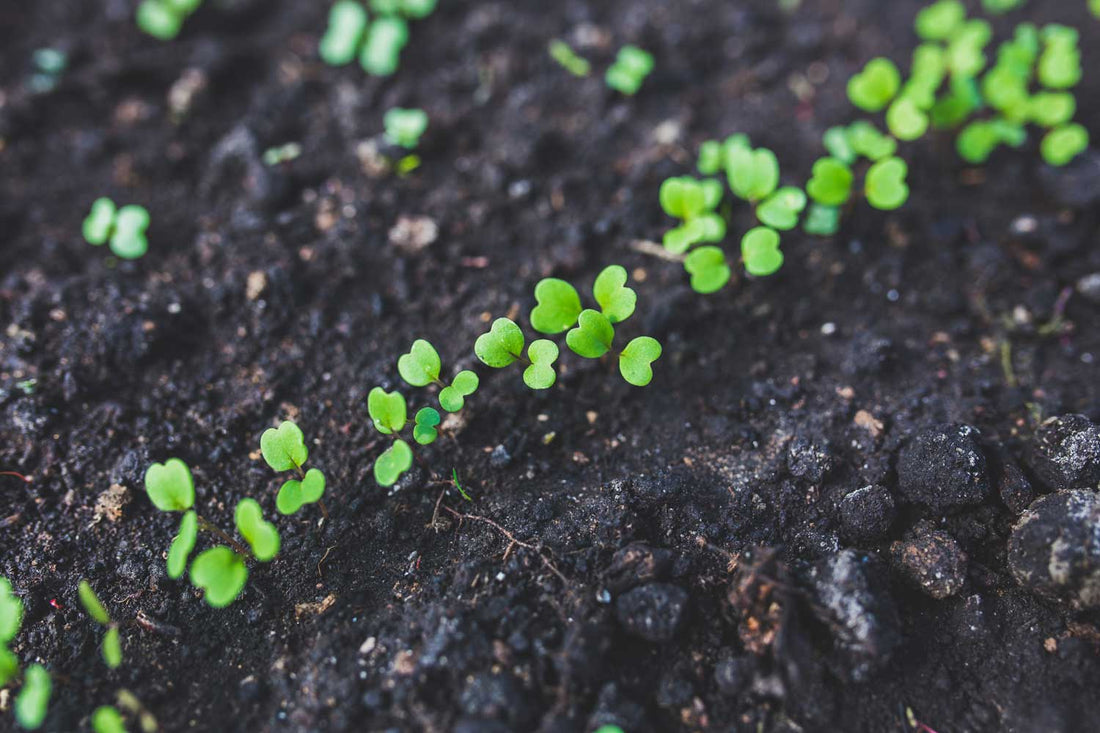 Why You Should Start Composting – And How To Begin