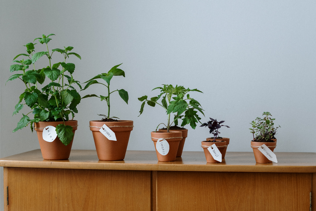 9 of the easiest fruit and vegetables which thrive in pots
