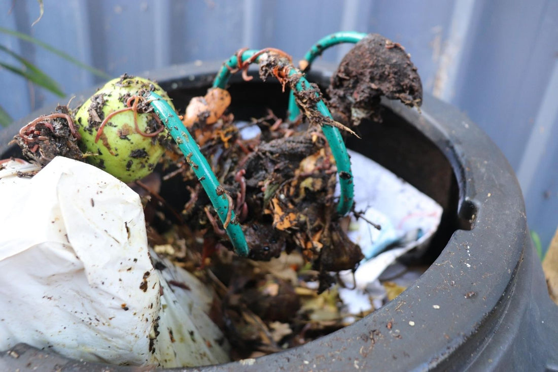 6 tips to starting a worm farm