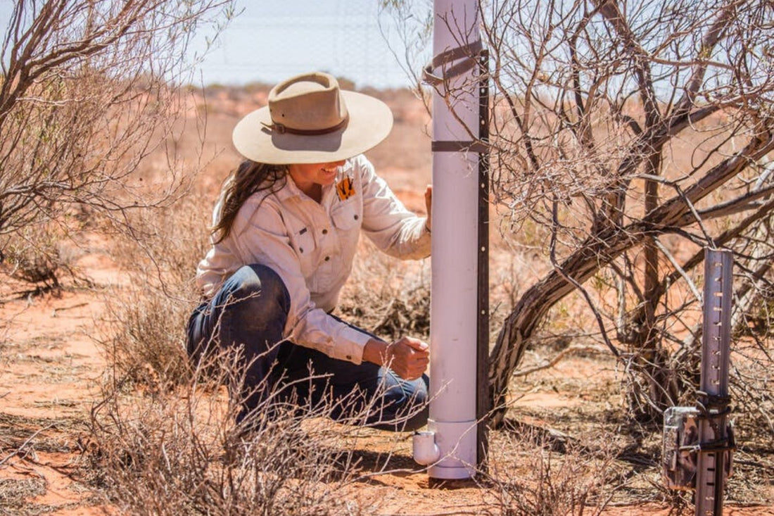 How you can help – not harm – wild animals recovering from bushfires