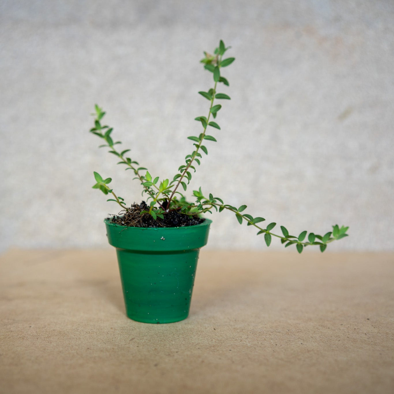 Recycled Plastic Mini Pot Plant Pot