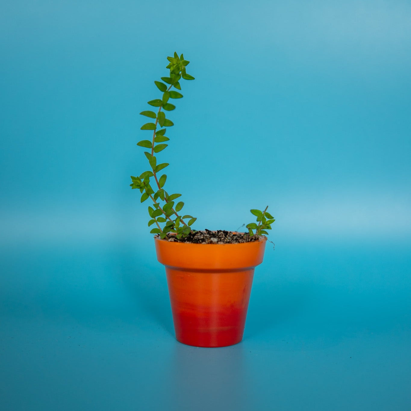 Recycled Plastic Mini Pot Plant Pot
