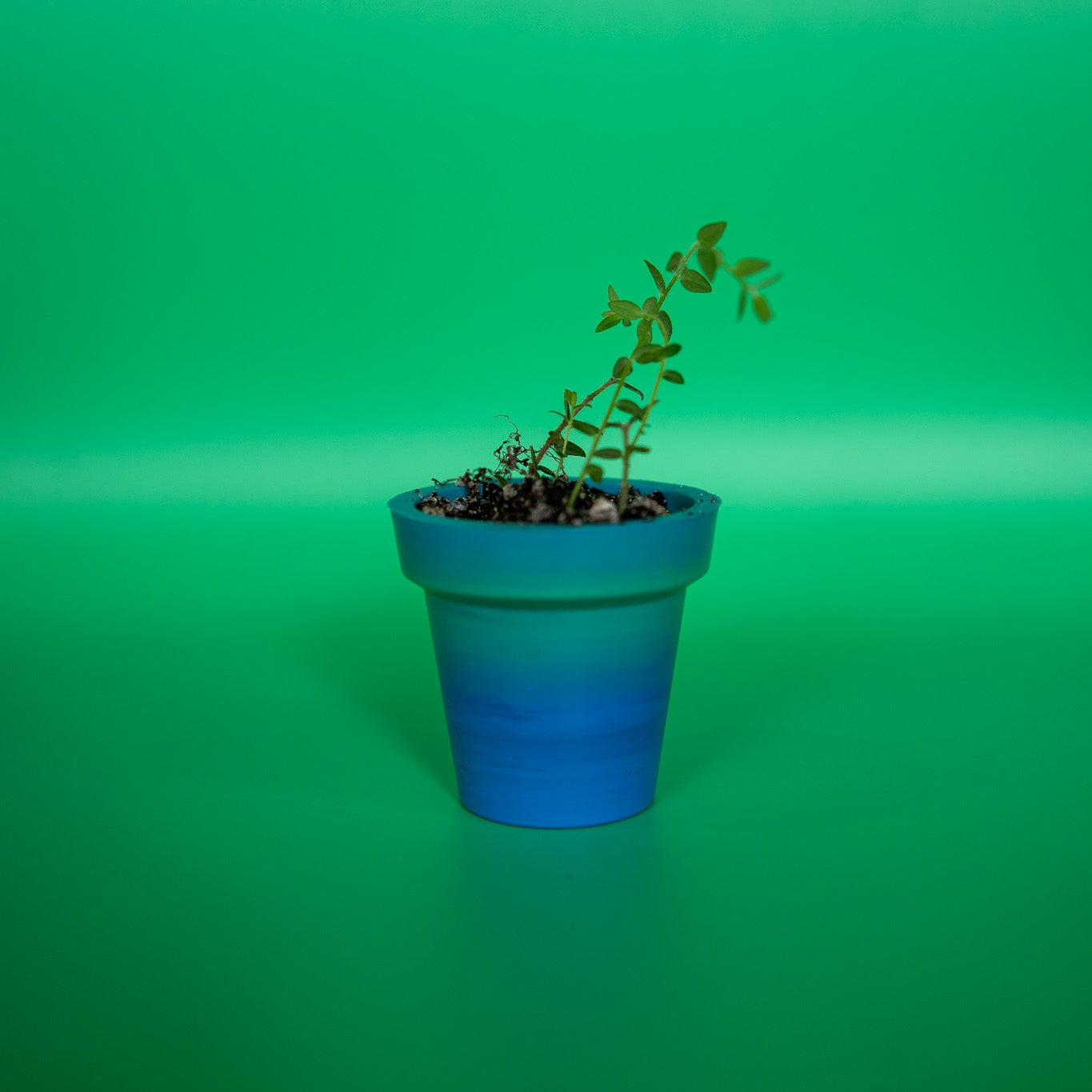 Recycled Plastic Mini Pot Plant Pot