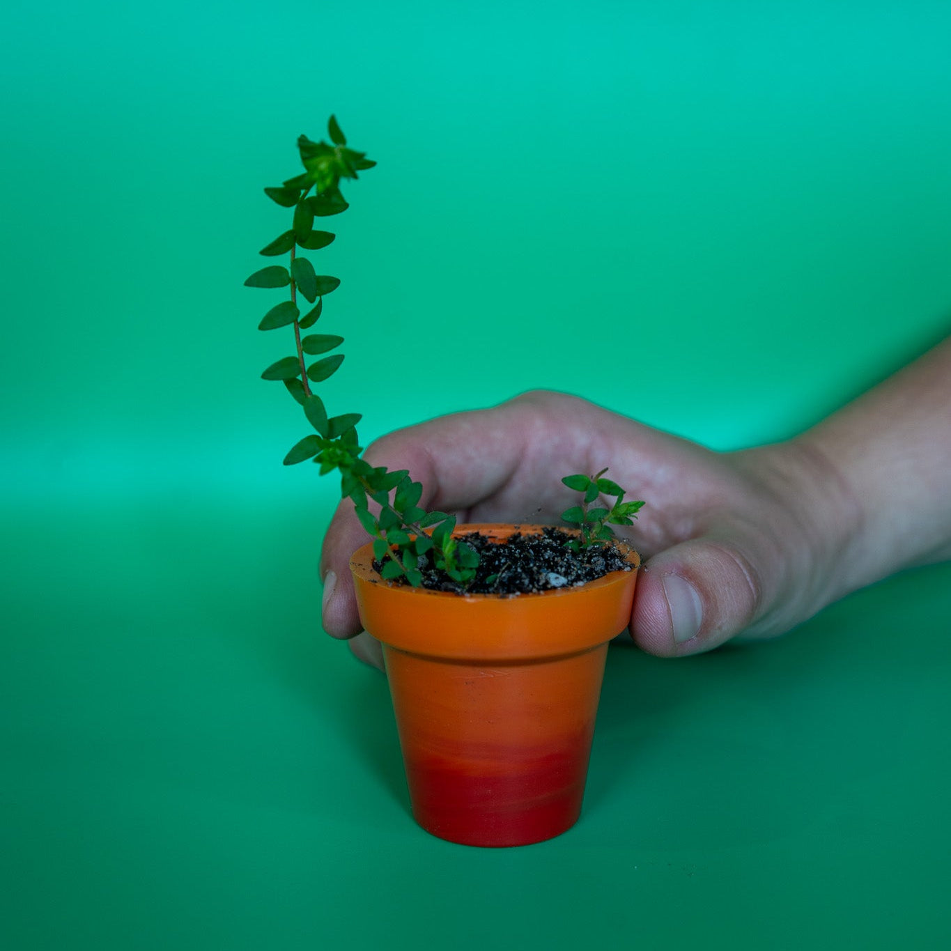 Recycled Plastic Mini Pot Plant Pot
