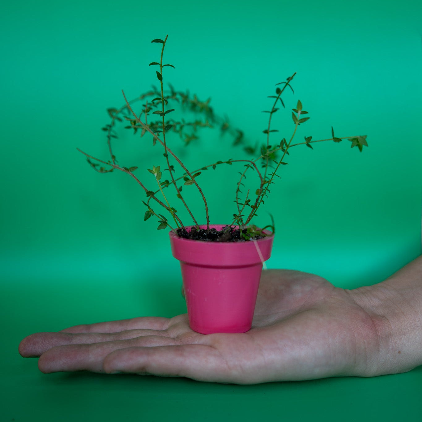 Recycled Plastic Mini Pot Plant Pot