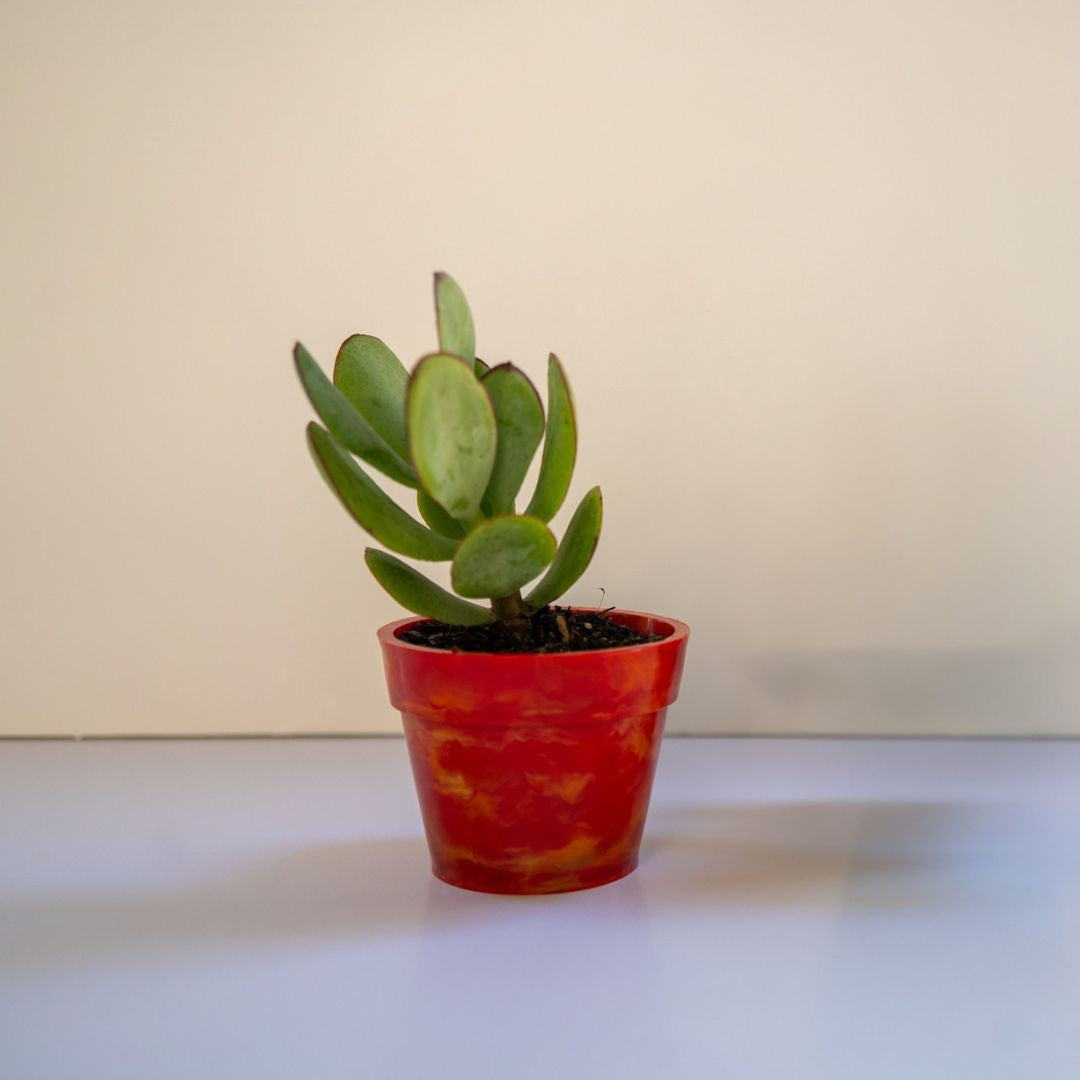 Recycled Plastic Plant Pot