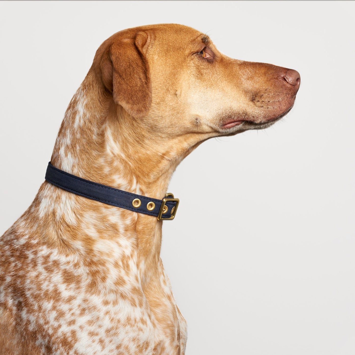 All Weather Dog Collar