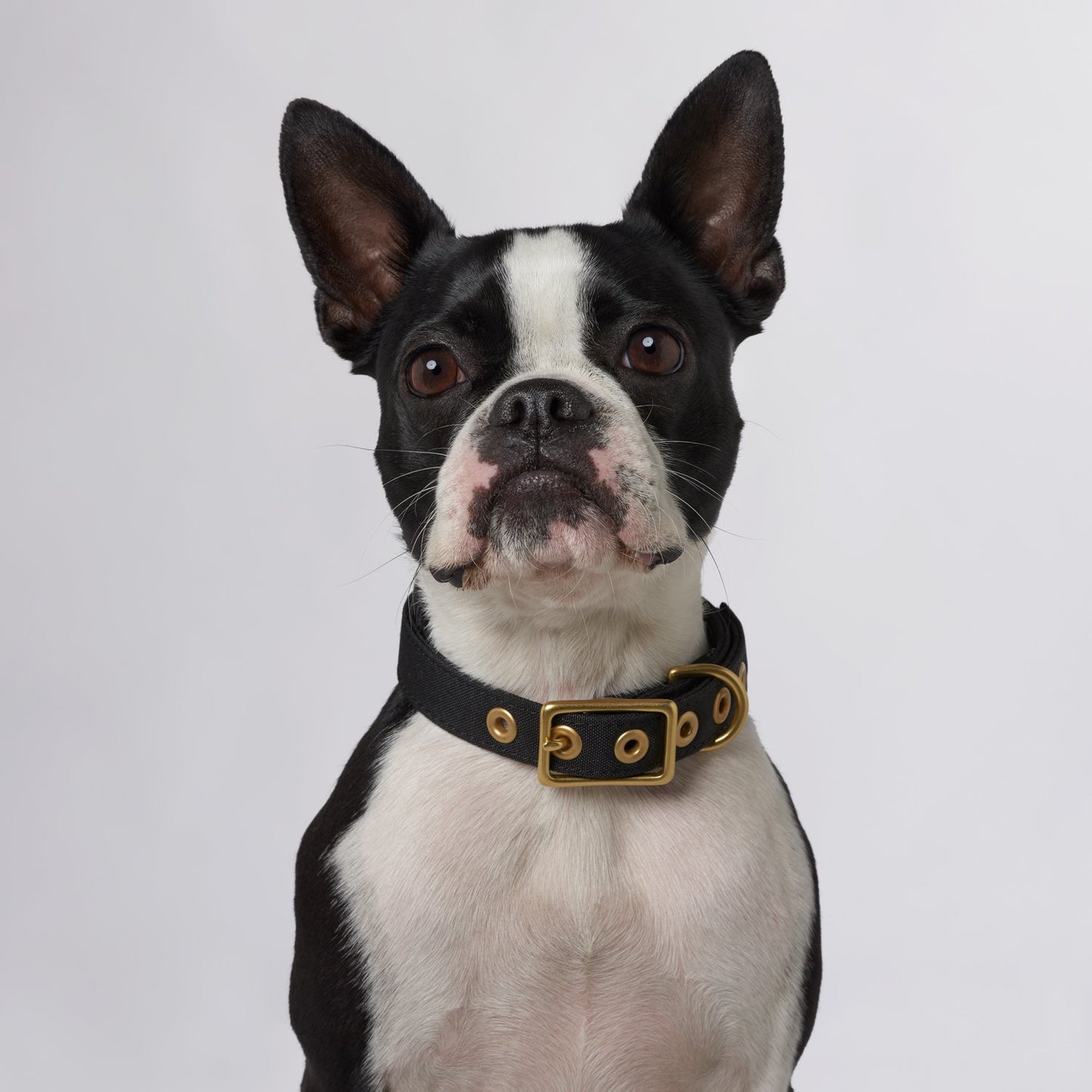 All Weather Dog Collar
