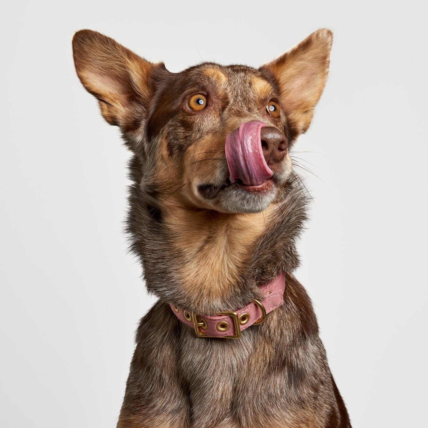 All Weather Dog Collar