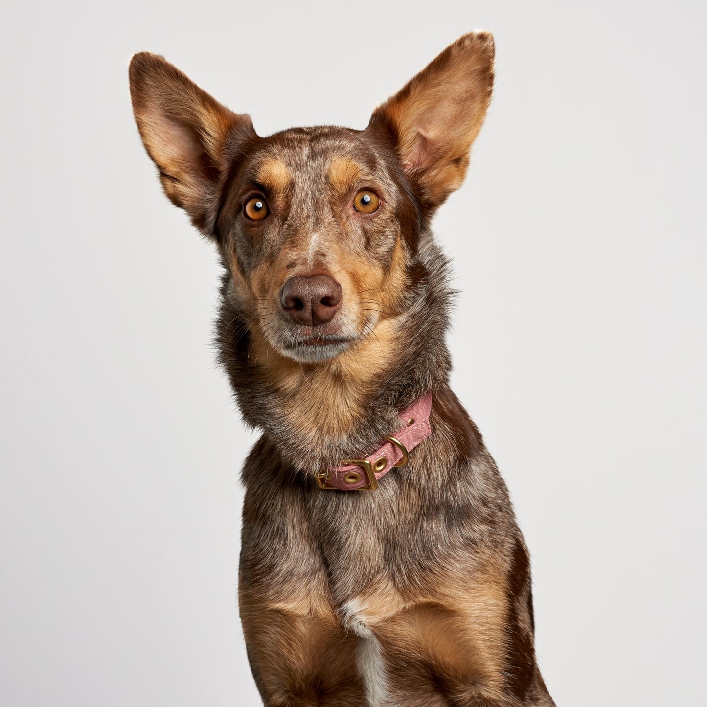 All Weather Dog Collar