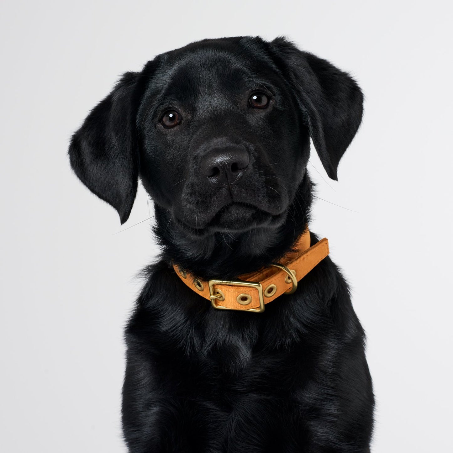 All Weather Dog Collar