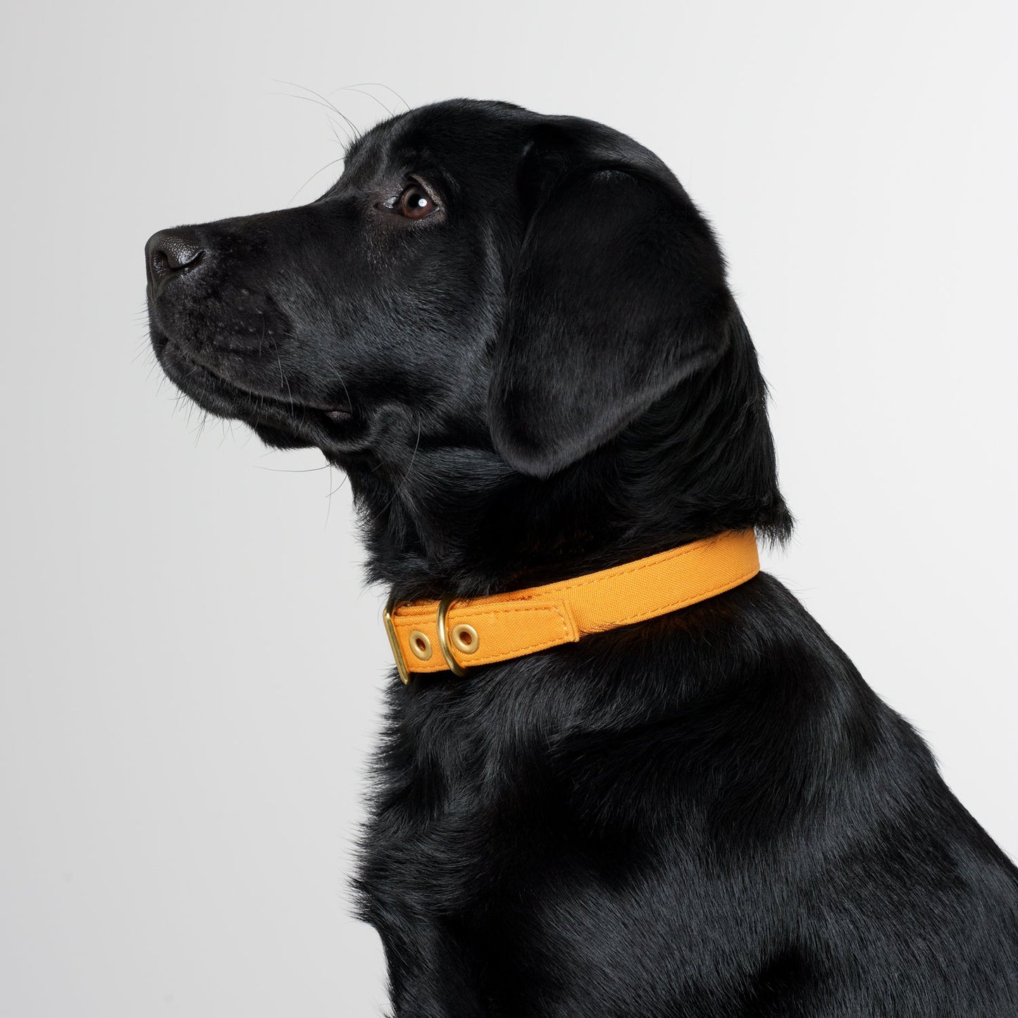 All Weather Dog Collar