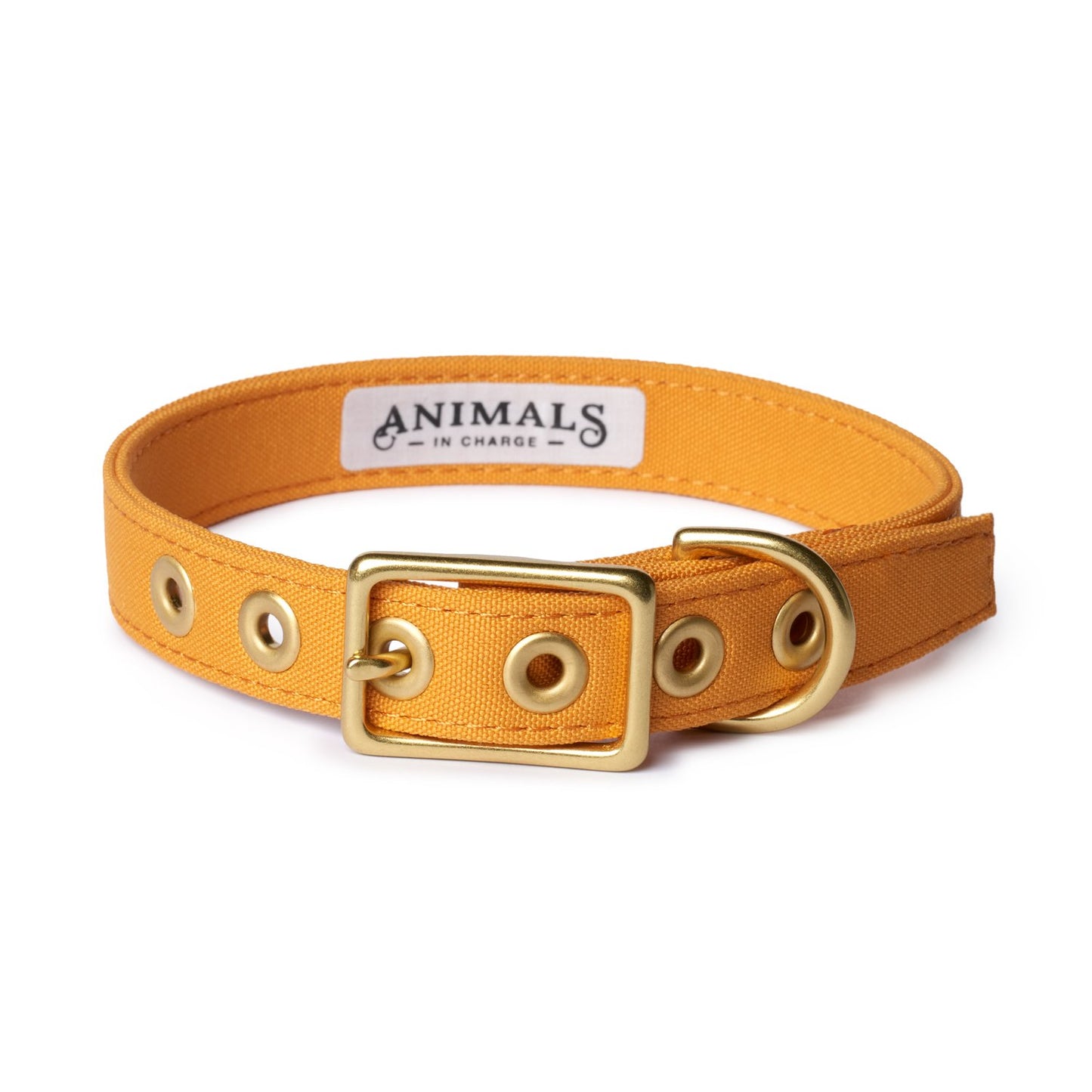 All Weather Dog Collar
