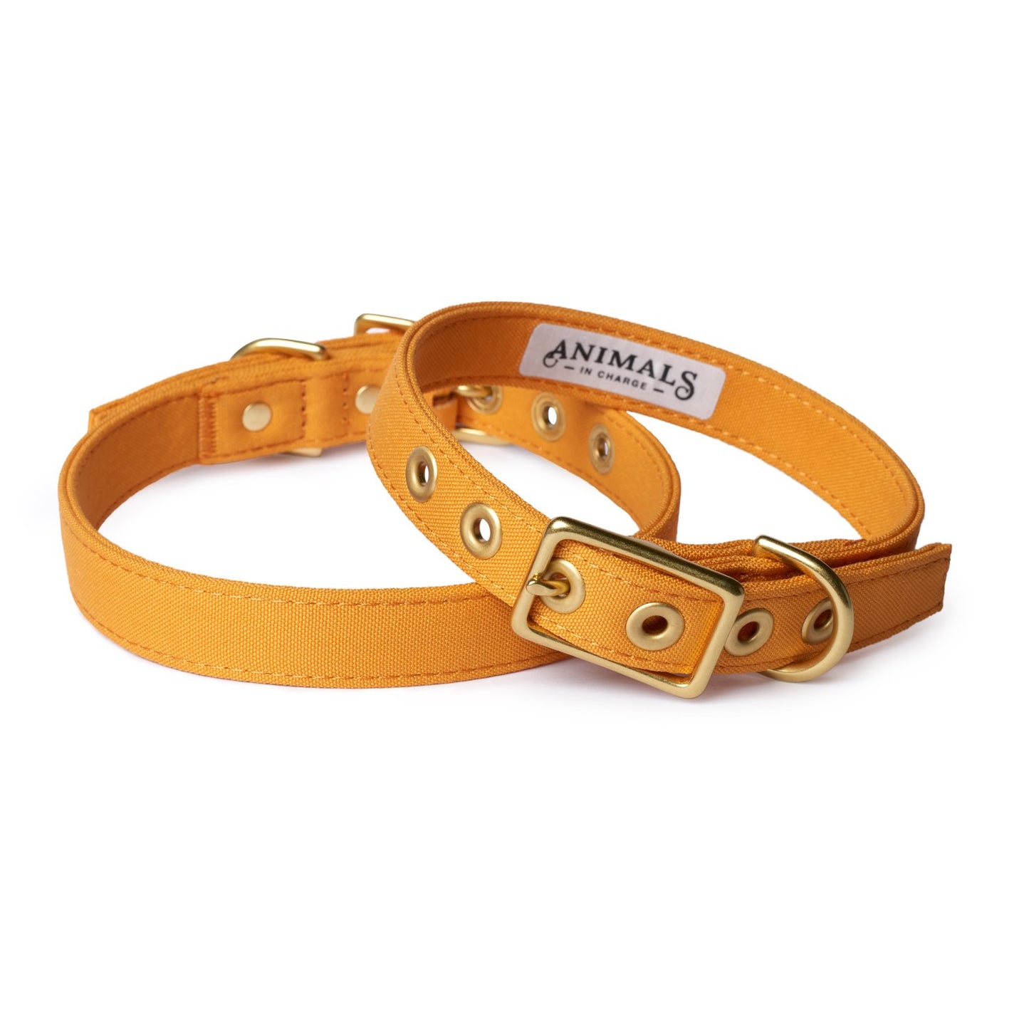 All Weather Dog Collar