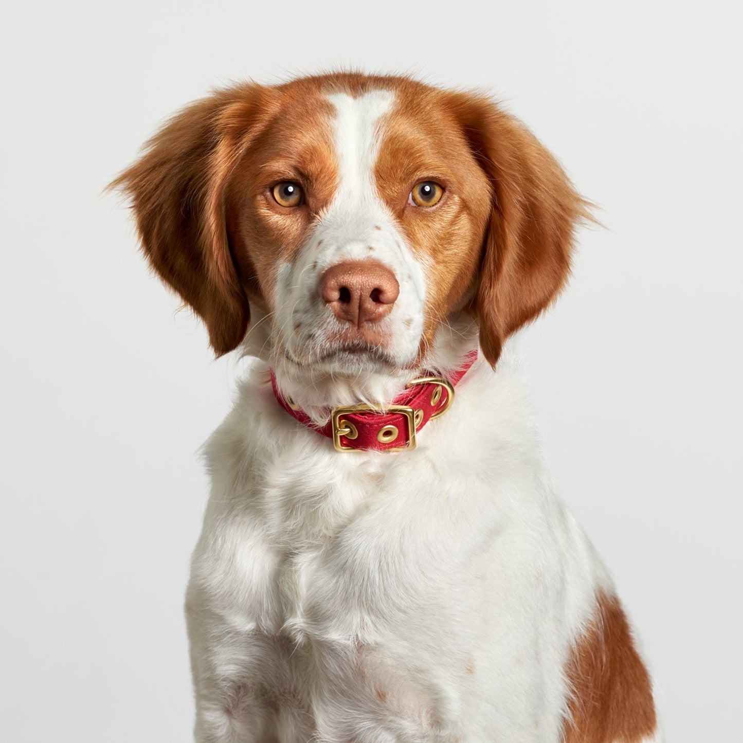 All Weather Dog Collar