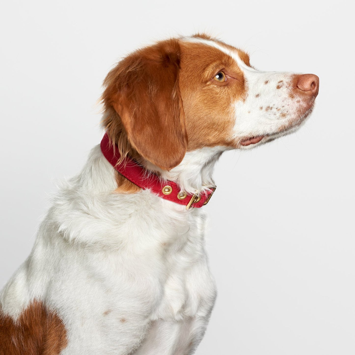 All Weather Dog Collar