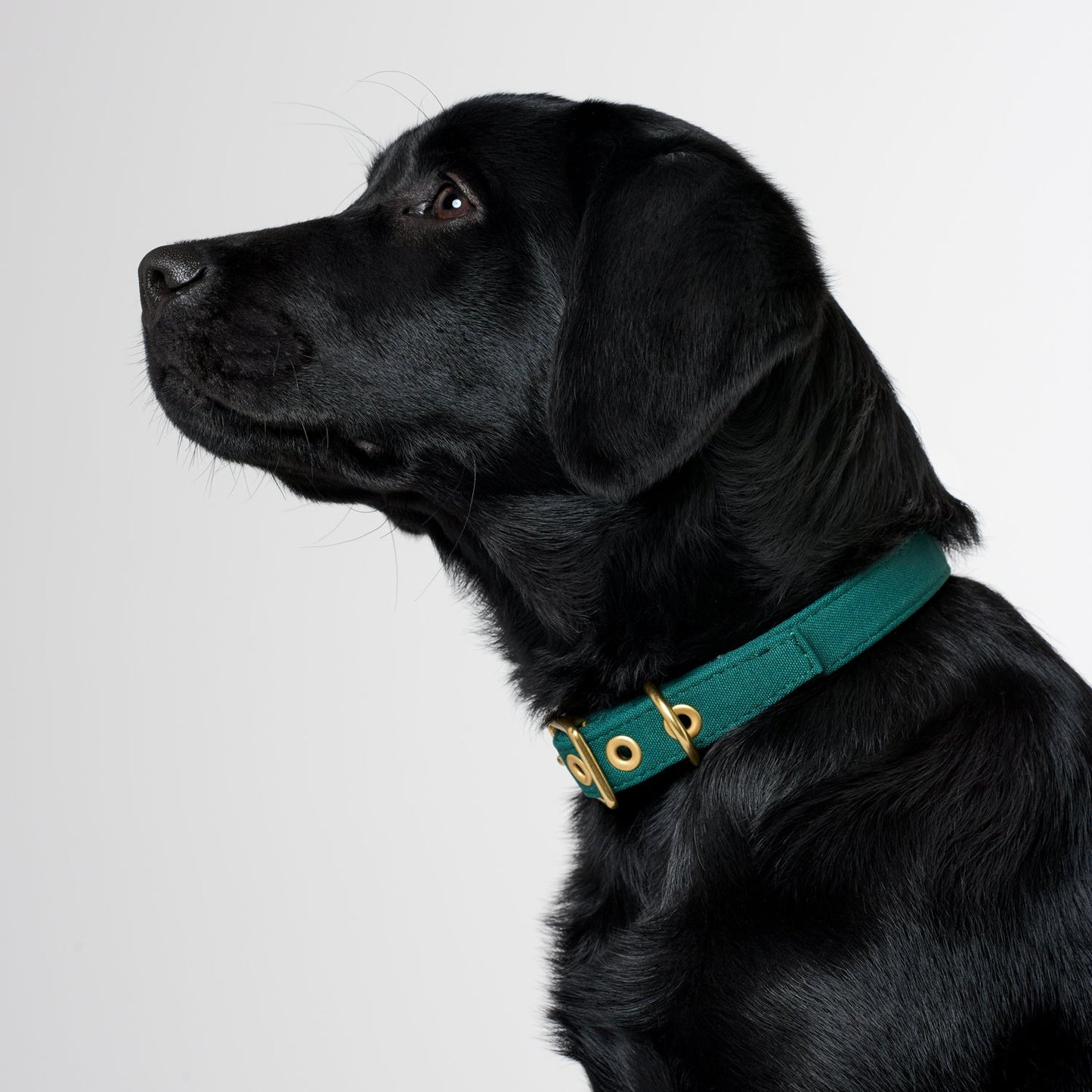 All Weather Dog Collar