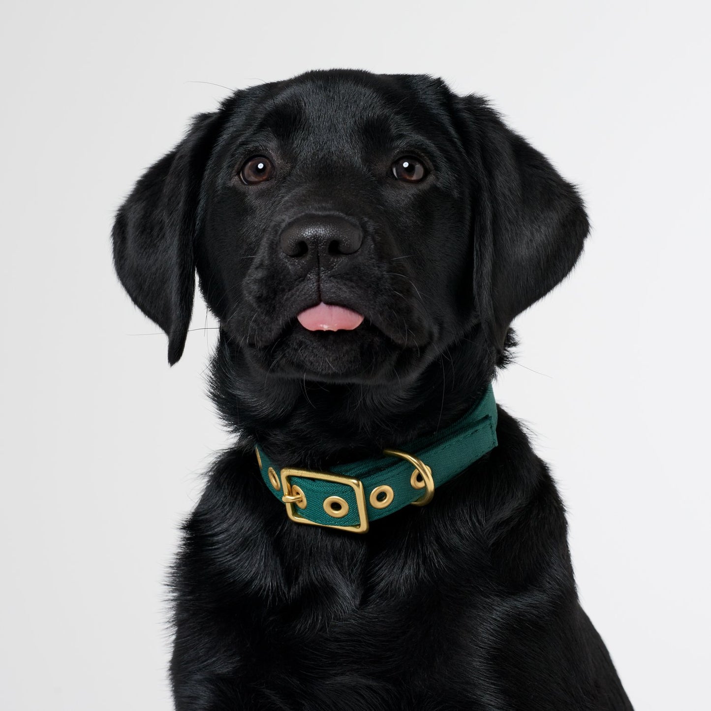 All Weather Dog Collar