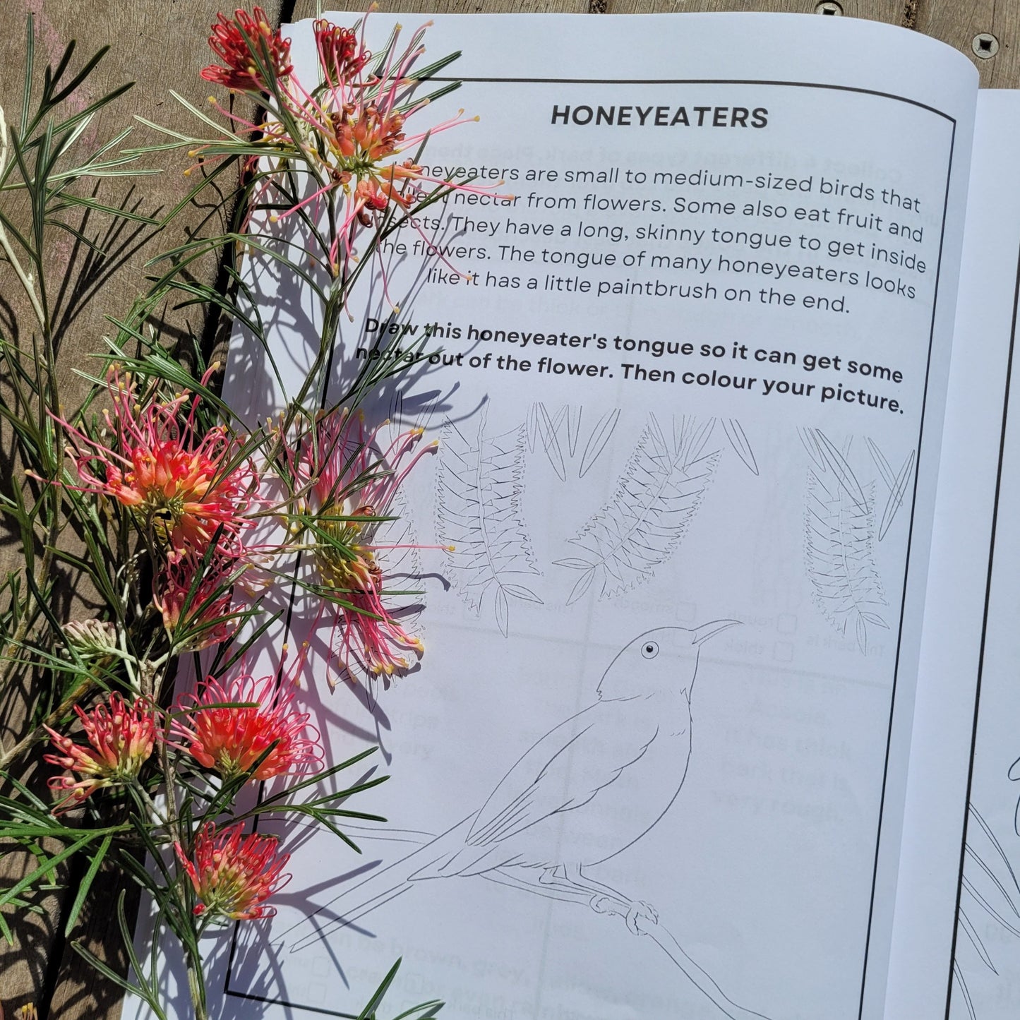 Discover Australian flora and fauna