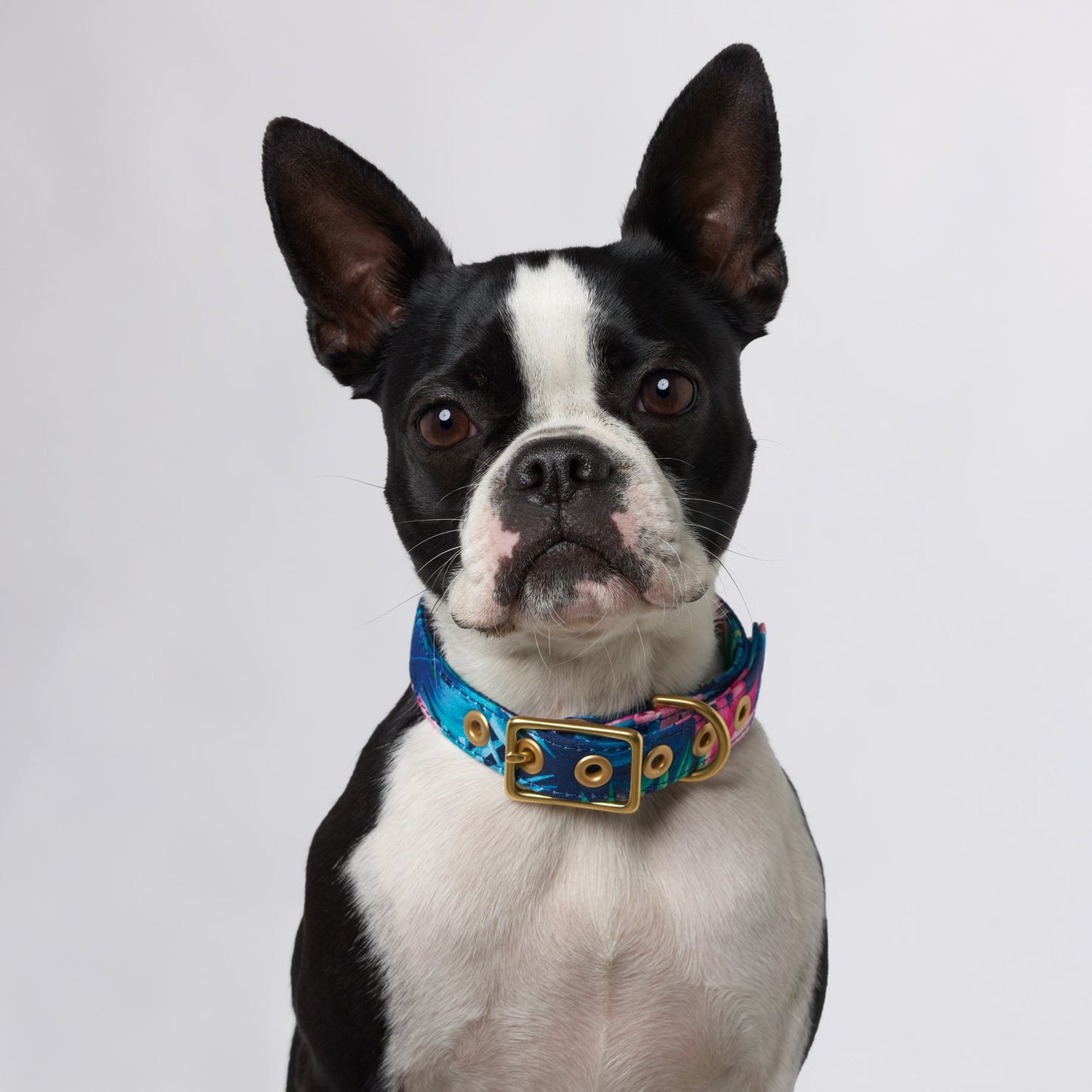 Dog Cafe Collars