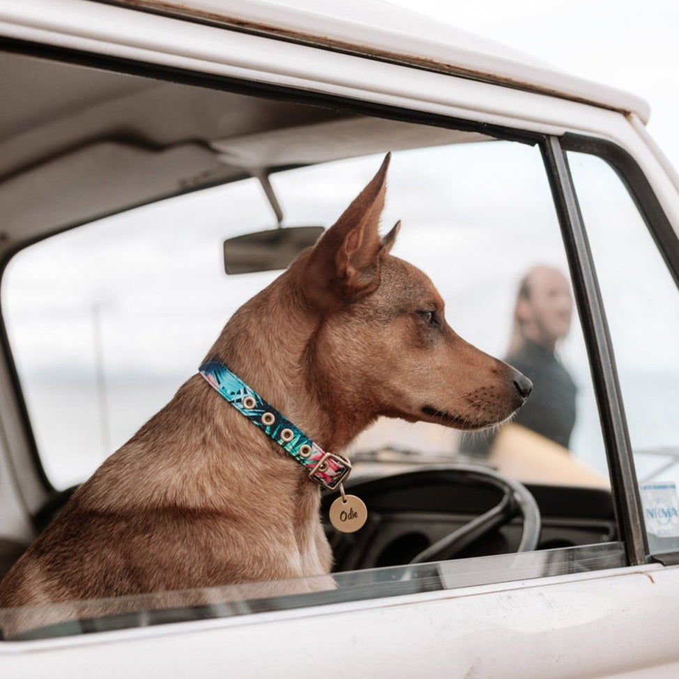 Dog Cafe Collars