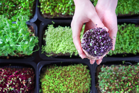 Urban Green: Transforming CBD basements into thriving urban farms