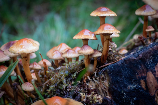 How fungi's knack for networking boosts ecological recovery after bushfires