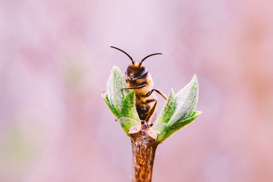 BnB's for bees: the Sydney initiative that is helping save our food supply