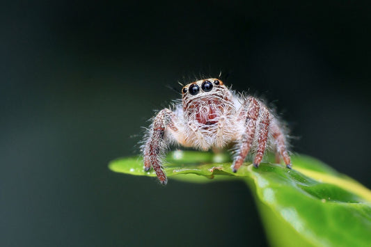 Don't like spiders? Here are 10 reasons to change your mind