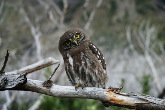 Urban owls are losing their homes. So we're 3D printing them new ones