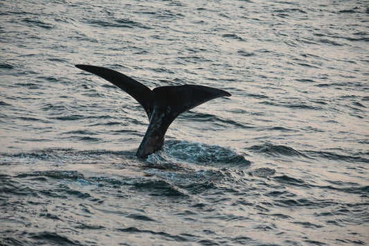 High-tech fishing gear could help save critically endangered right whales