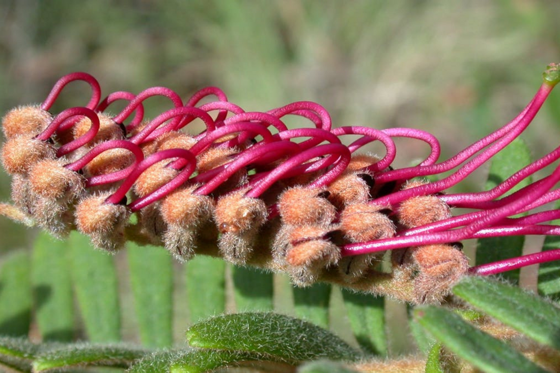 The 50 beautiful Australian plants at greatest risk of extinction — and how to save them
