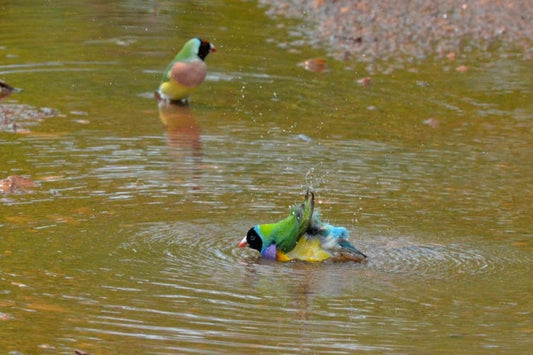 The secret life of puddles: their value to nature is subtle, but hugely important