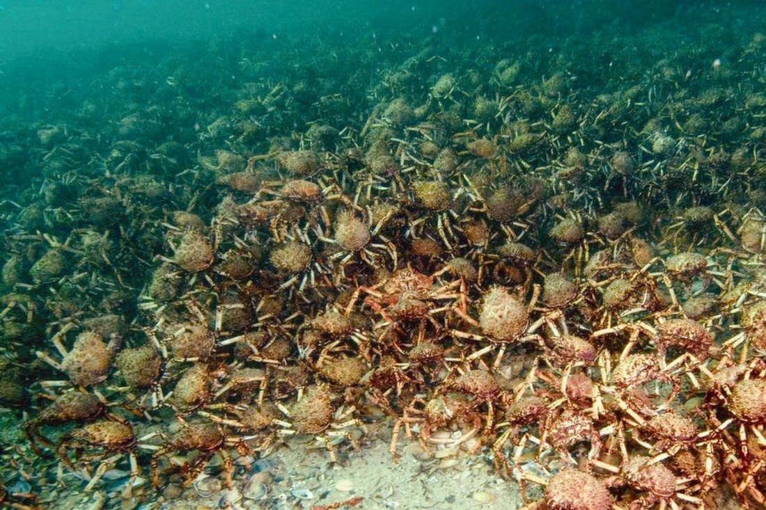 Thousands of giant crabs amass off Australia’s coast. Scientists need your help to understand it