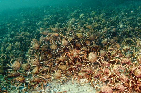 Thousands of giant crabs amass off Australia’s coast. Scientists need your help to understand it