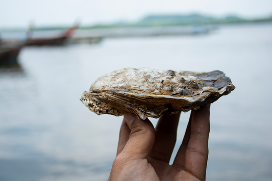 Leaf oysters: the unsung heroes of estuaries are disappearing, and we know almost nothing about them