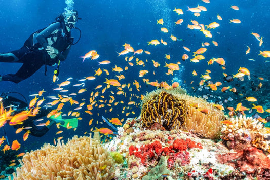 Corals and sea anemones turn sunscreen into toxins – understanding how could help save coral reefs