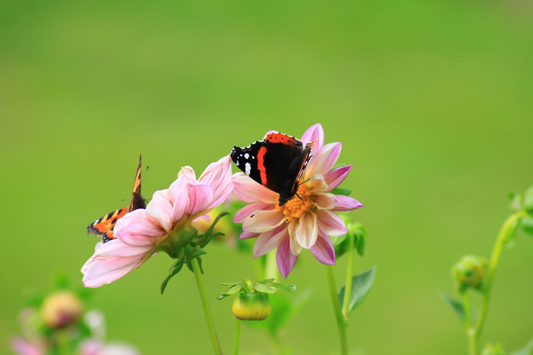 Five ways you can help stop biodiversity loss in your area – and around the world