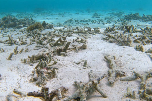 When coral dies, tiny invertebrates boom. This could dramatically change the food web on the Great Barrier Reef