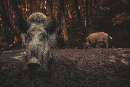 ‘One of the most damaging invasive species on Earth’: wild pigs release the same emissions as 1 million cars each year