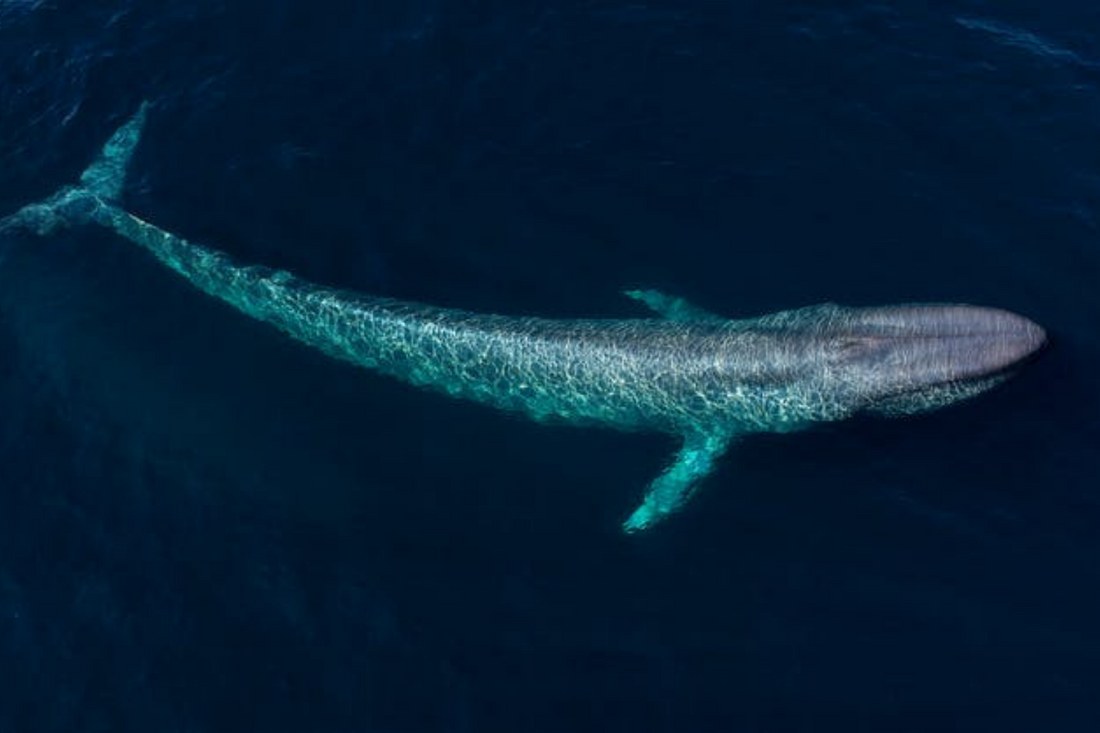 Why scientists need your help to spot blue whales off Australia’s east coast