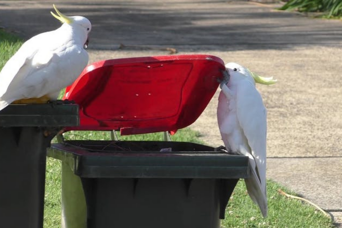 Clever cockatoos in southern Sydney have learned to open kerb-side bins — and it has global significance