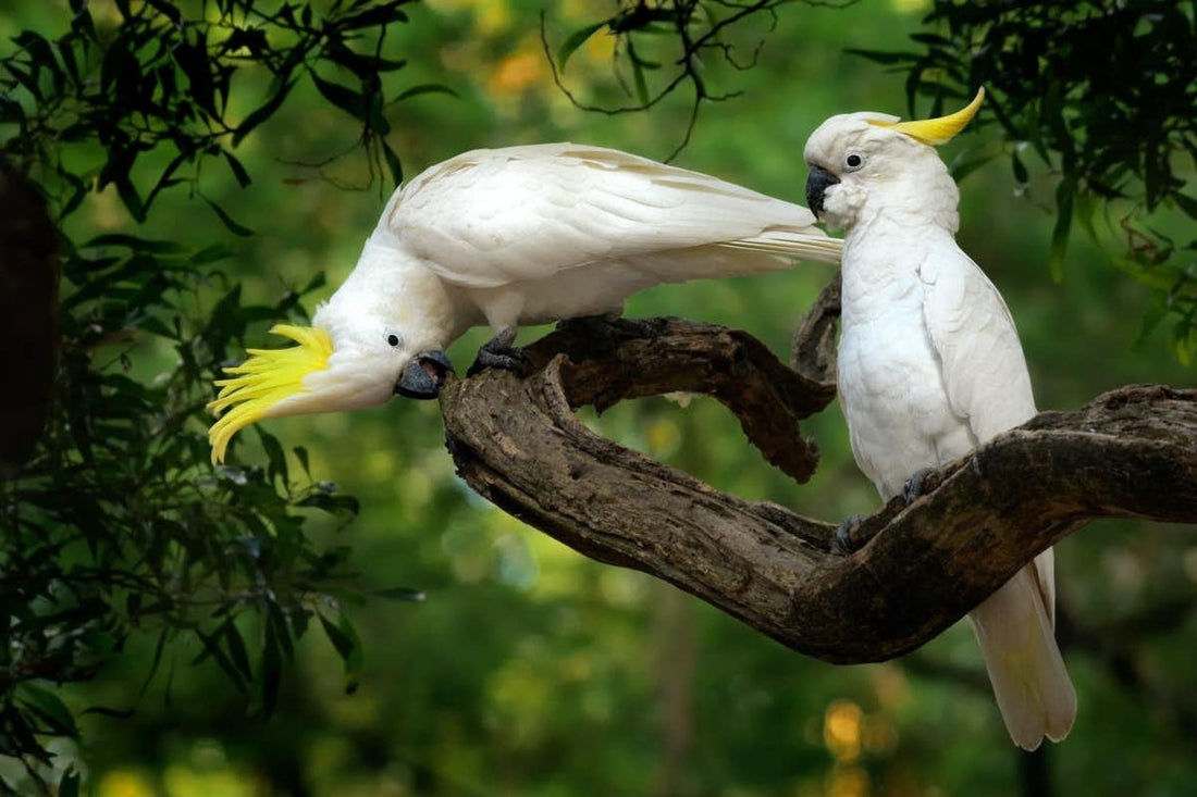 Don't disturb the cockatoos on your lawn, they're probably doing all your weeding for free