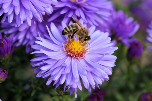 It's bee season. To avoid getting stung, just stay calm and don't swat