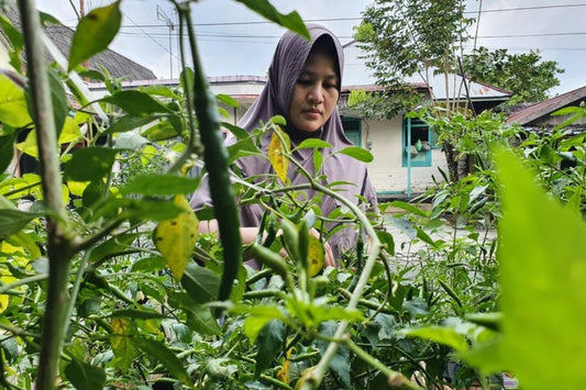 From veggie gardening to op-shopping, migrants are the quiet environmentalists